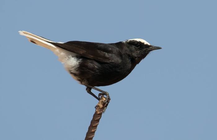 White-crowned Black Wheatear © Chris Griffin, March 2022
