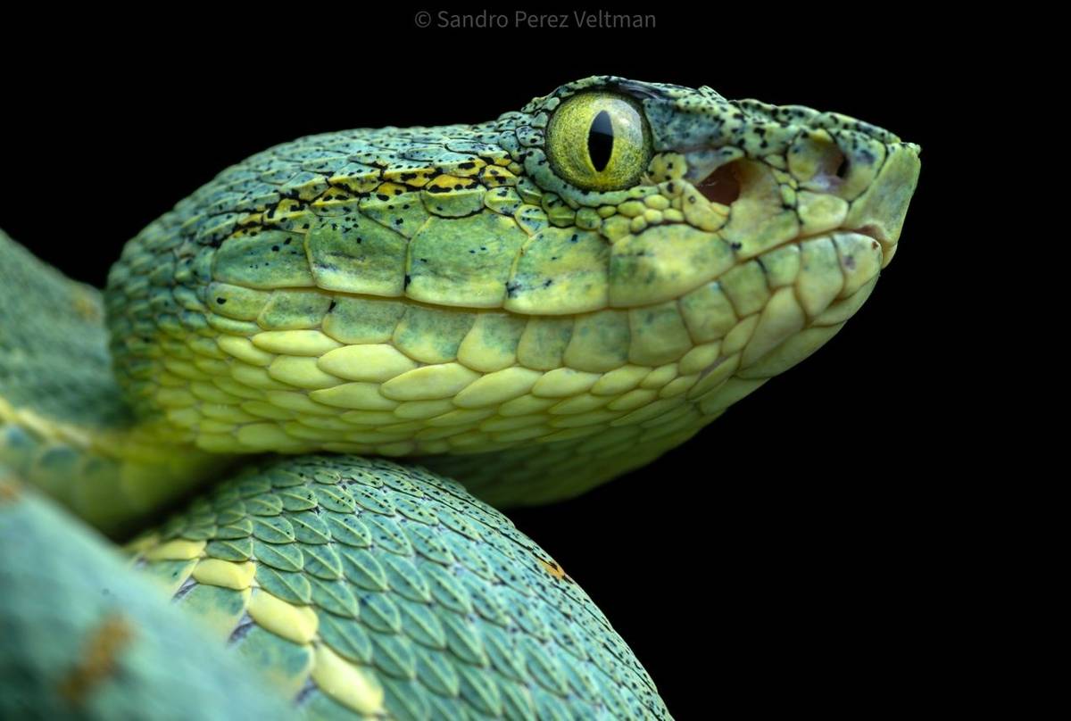 Amazon Palm Viper (Bothrops bilineatus) © Sandro Perez Veltman