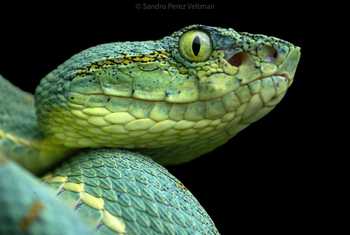 Amazon Palm Viper (Bothrops bilineatus) © Sandro Perez Veltman