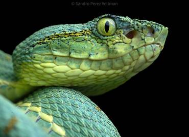 The Reptiles & Amphibians of Suriname