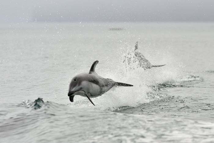 Pacific White Sided Dolphin. Shutterstock.