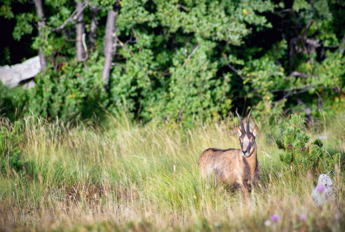 Apennine Chamois Shutterstock 776556724