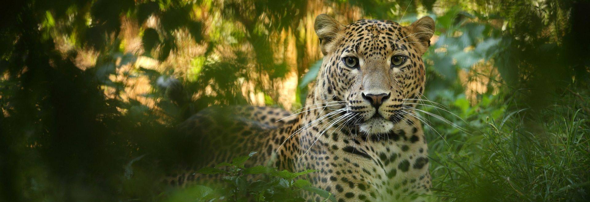 Leopard,-Sri-Lanka-shutterstock_379437526.jpg