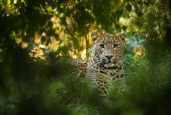 Leopard,-Sri-Lanka-shutterstock_379437526.jpg