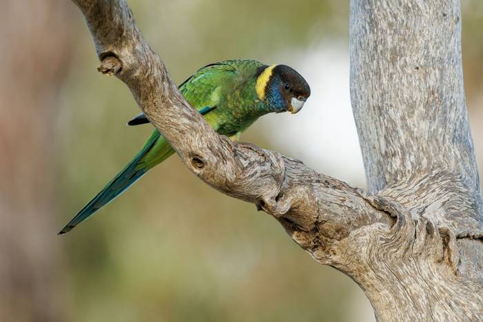 Australian Ringneck