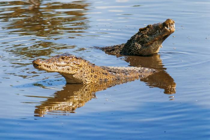 Cuban Crocodile shutterstock_396078349.jpg
