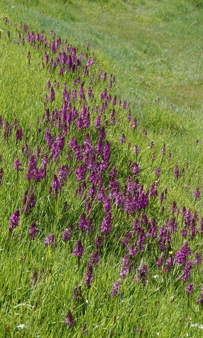 Broad-leaved Marsh Orchid © Martin Pitt, June 2026 tour.JPG