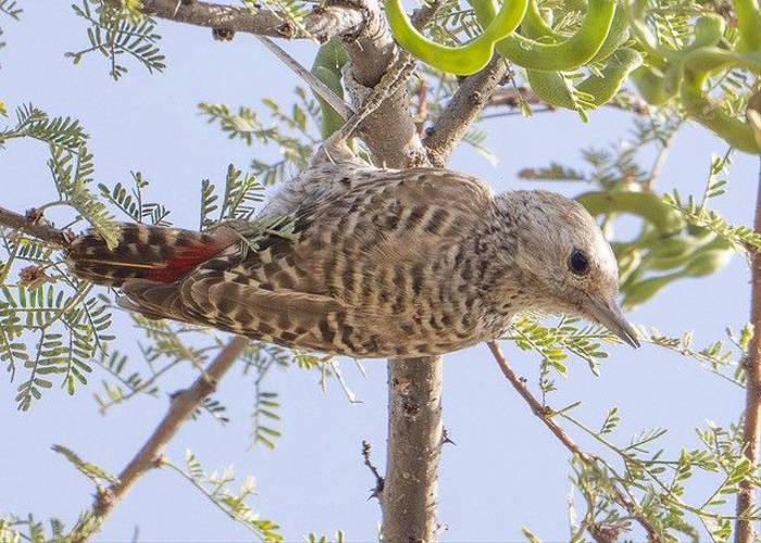 Little Grey Woodpecker, Ian Curran.jpg