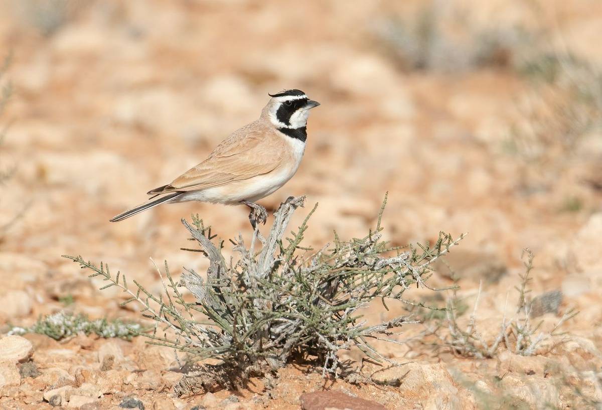 Temminck’s Lark © Chris Griffin, March 2022