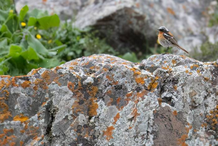 Eversmann's Redstart © Chris Griffin, May 2025