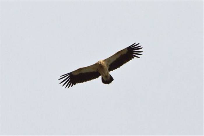 Himalayan Griffon Vulture (Alan Curry)