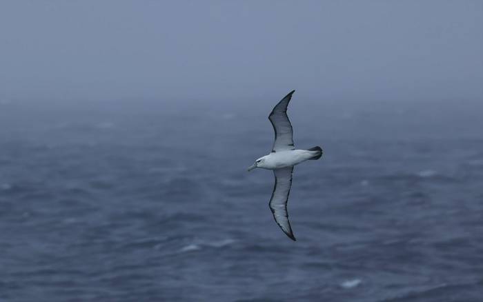 White-capped Albatross (Matt Eade).jpg