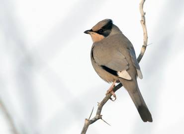 Kuwait - Winter Sun Birding