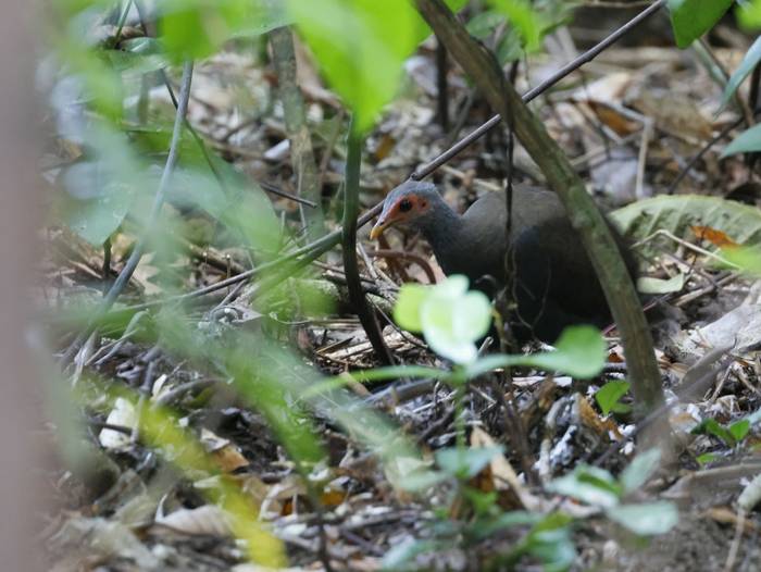 Philippine Megapode (Palawan)