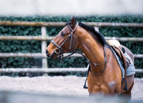 Equine Therapy