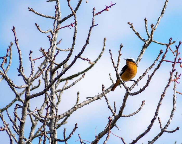 Moussier's Redstart