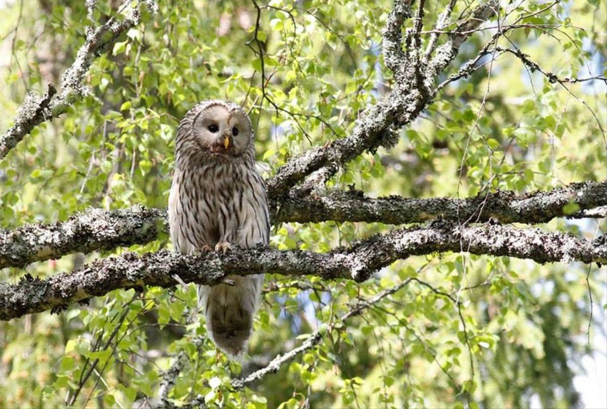 Female Ural Owl (Daniel Green) (2)