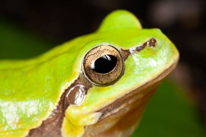 Common Tree Frog (Hyla arborea) © Dan Lay, June 2022