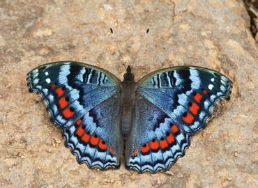 Ghana - The Butterflies of West Africa