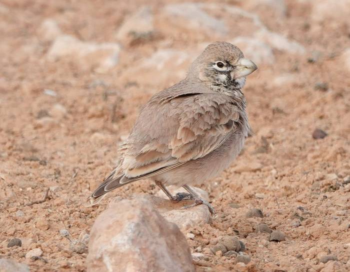 Thick-billed Lark © Martin Pitt, January 2025 tour