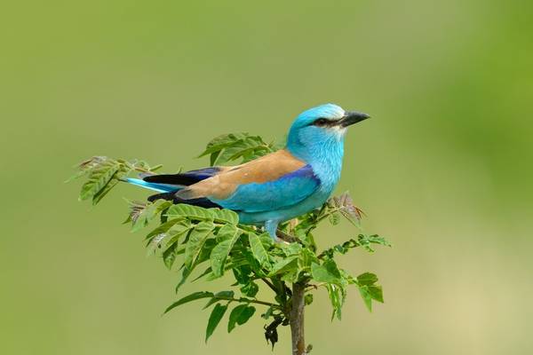 European Roller shutterstock_106523696.jpg