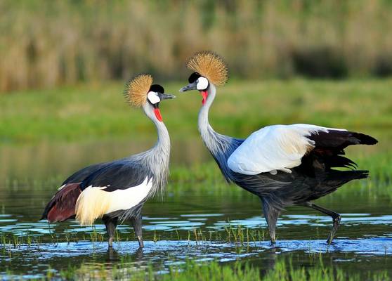 Grey Crowned Cranes