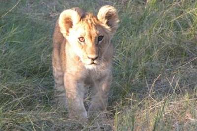 Lion cub, Botswana by Sue Williams