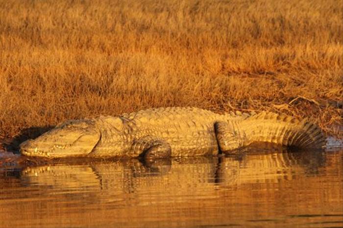 Marsh Mugger Crocodile, Satpura (David Raju)