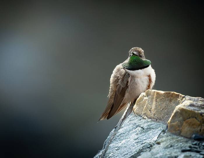 Andean Hillstar © X. Munoz