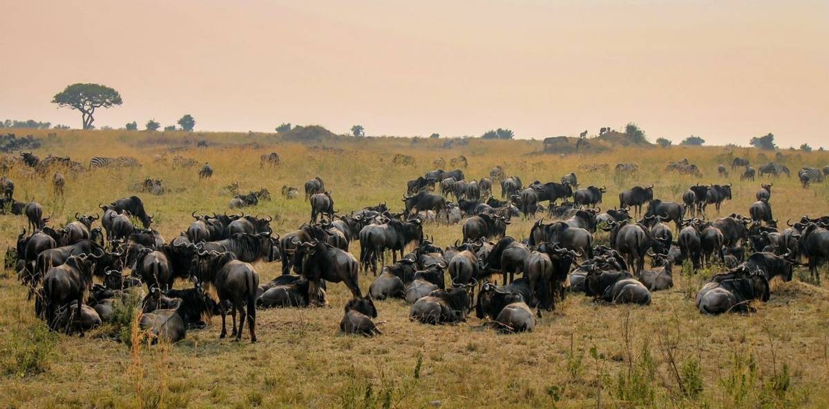 Blue Wildebeest, Ngorongoro Crater, Tanzania Shutterstock 791548156