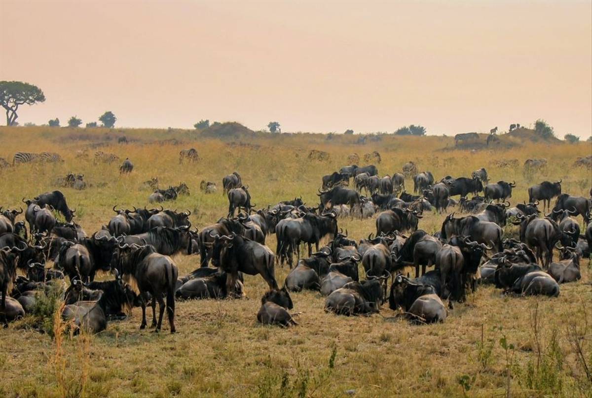 Blue Wildebeest, Ngorongoro Crater, Tanzania Shutterstock 791548156