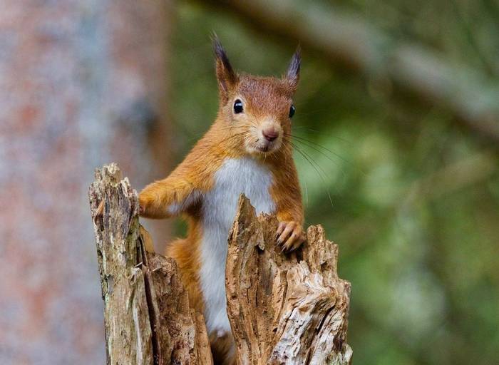 Red Squirrel (Russ Hedley) .jpg