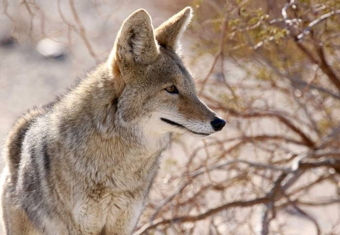 Coyote (Death Valley).jpg