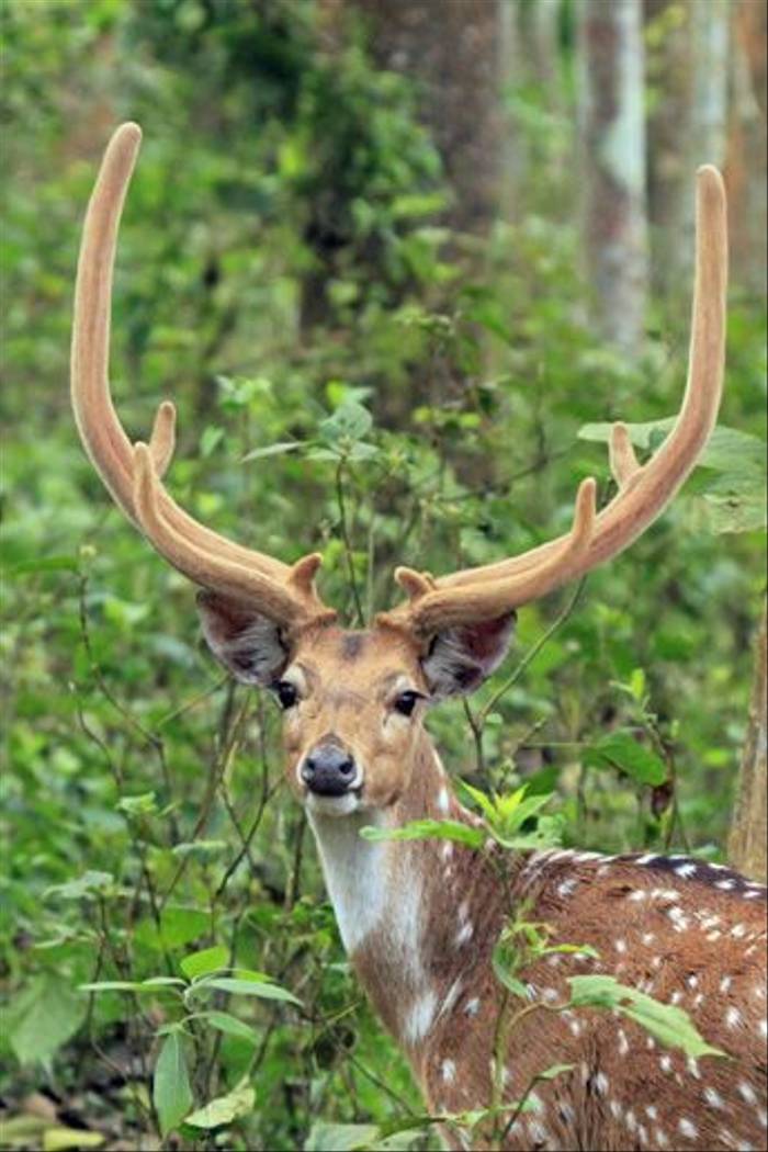 Spotted Deer (Janice Fiske)