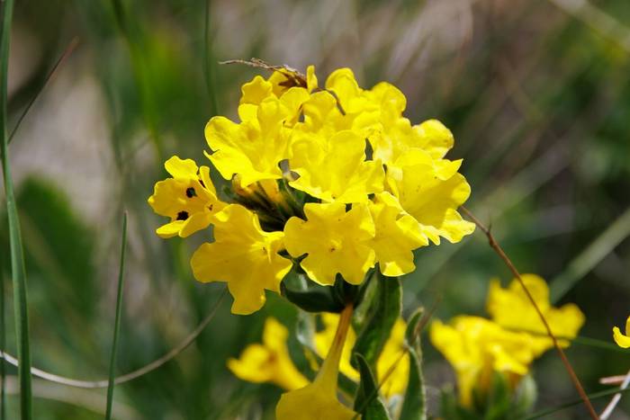 Prophet-flower (Huynhia pulchra) © Giorgi Natsvlishvili, June 2025