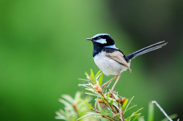 Superb Fairy-wren