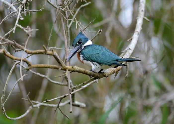 Amazon Kingfisher (Stephen Woodham)