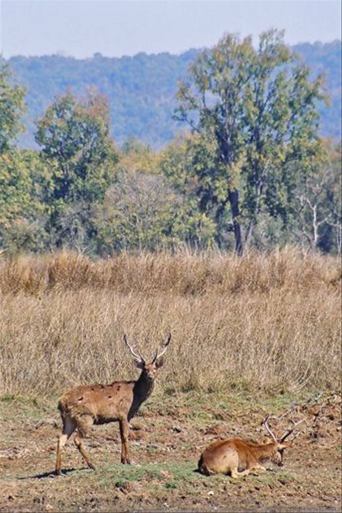 Swamp Deer (Raghu Kulkarni)