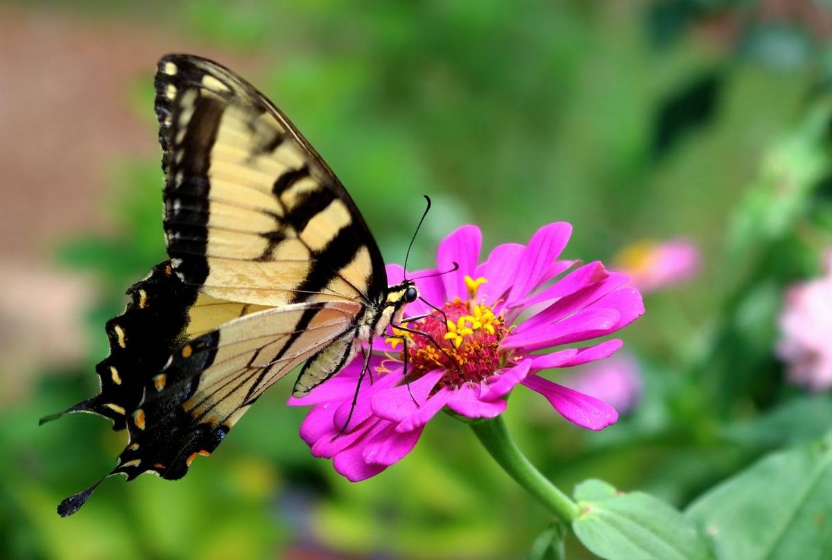 Eastern Tiger Swallowtail shutterstock_1795885114.jpg