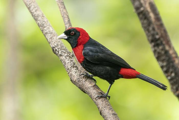 Crimson-collared Tanager, Cinchona, Costa Rica, 8 April 2022, KEVIN ELSBY FRPS.jpg