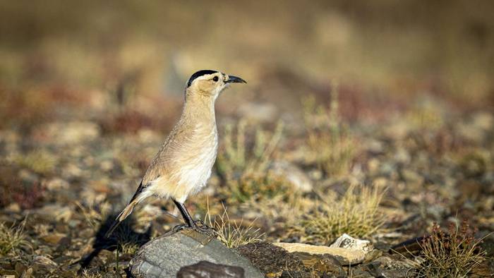 Mongolian Ground Jay (Soaring Expeditions)