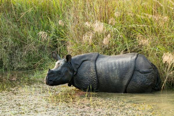 One-Horned Rhinoceros, Chitwan National Park, Nepal