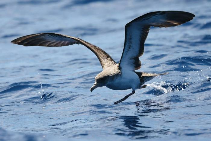 Cory's Shearwater (Sara Frost).jpg