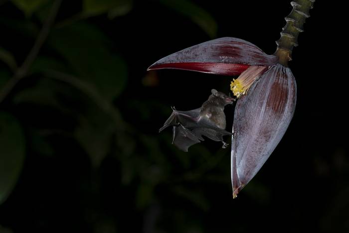 Pallas's Long-tongued Bat © Oliver Smart, April 2026 tour