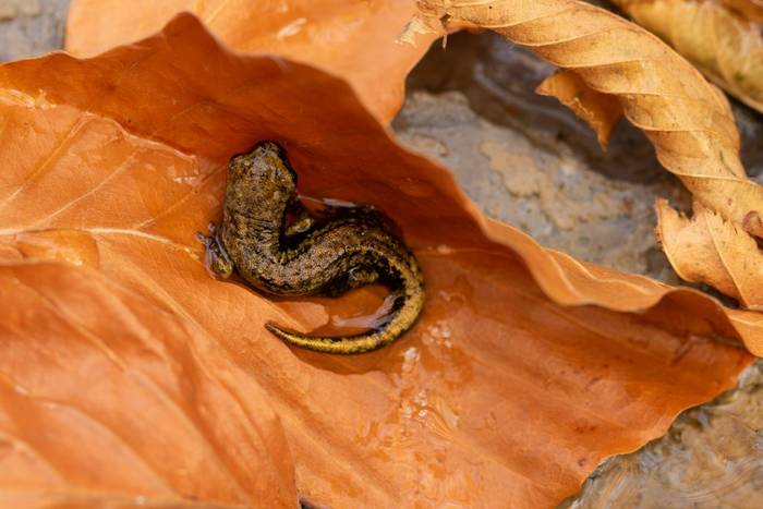 Strinati's Cave Salamander (Speleomantes strinatii) © Simone Giachello