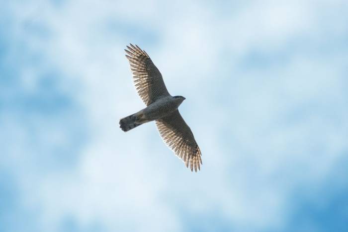 Goshawk shutterstock_636869557.jpg