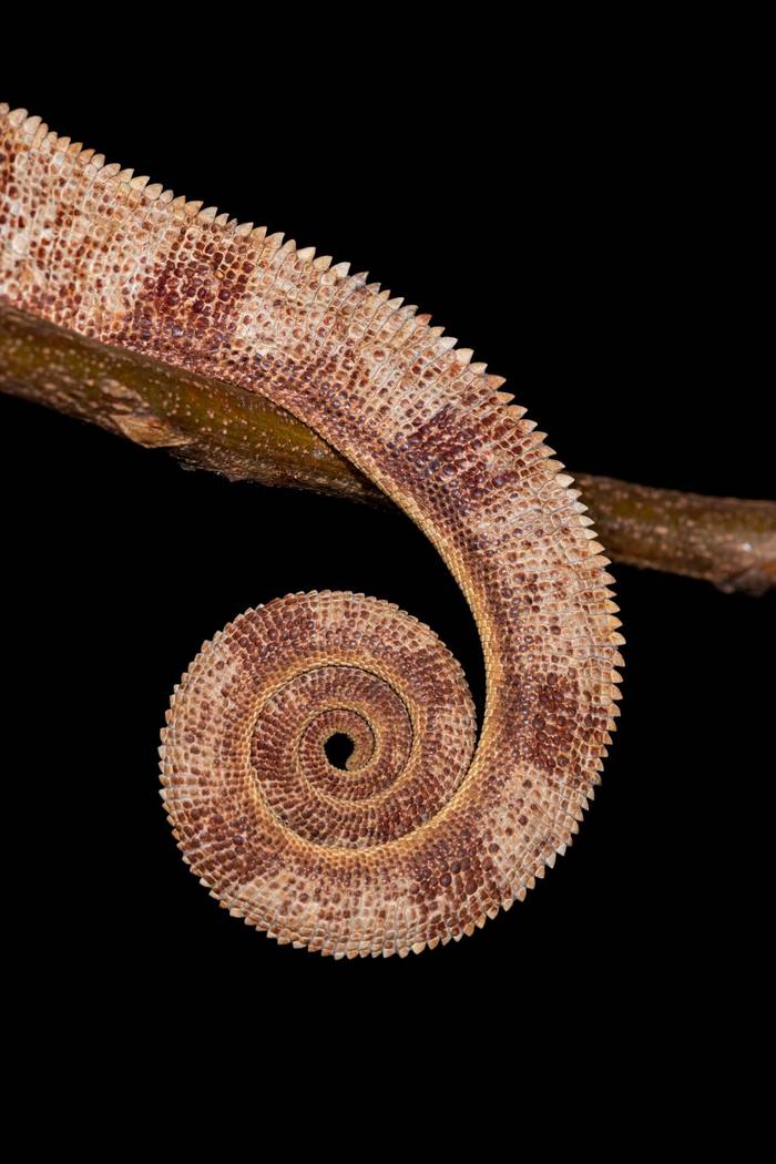 Oustalet’s Chameleon (Oliver Smart)