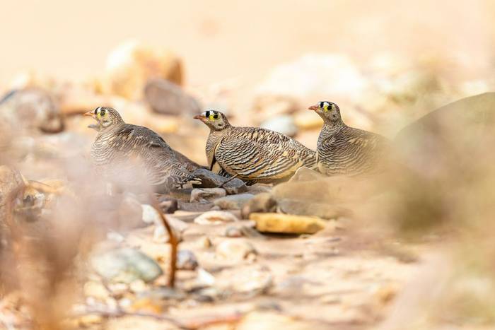 Lichtenstein's Sandgrouse © Adam Court, March 2026 tour