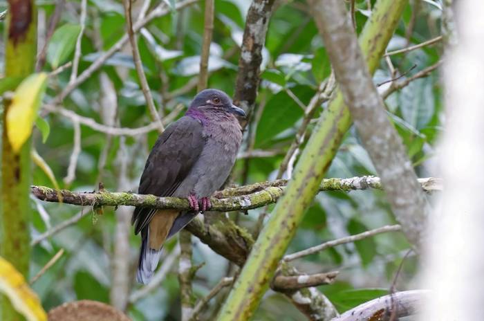 Amethyst Brown Dove (Luzon)
