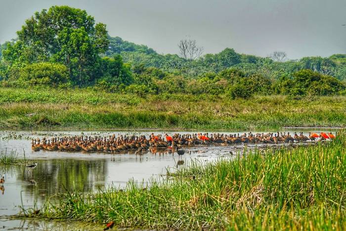 Wading birds including Black-bellied Whistling Ducks and Scarlet Ibis